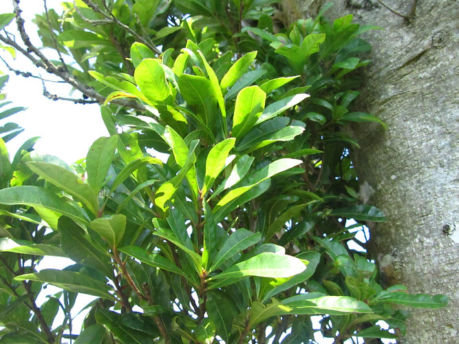 IMG_2203 (Populus tremuloides).jpg