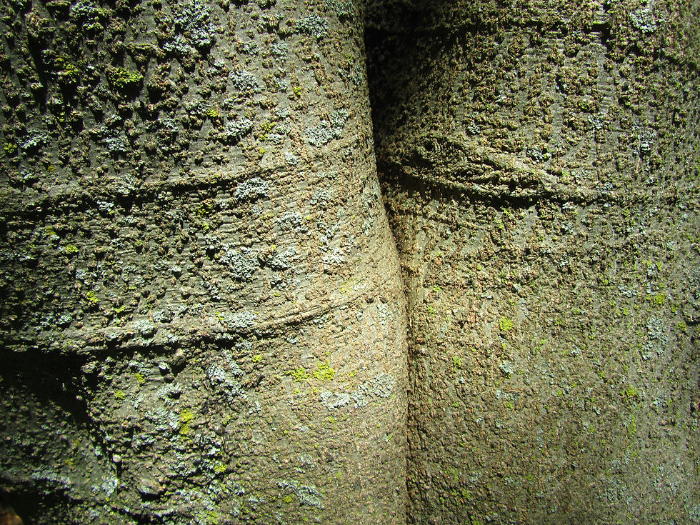 Celtis vandervoetiana