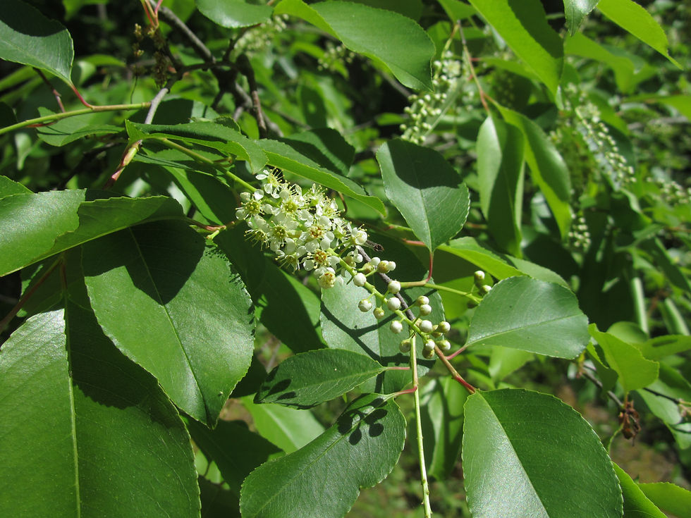 Prunus serotina