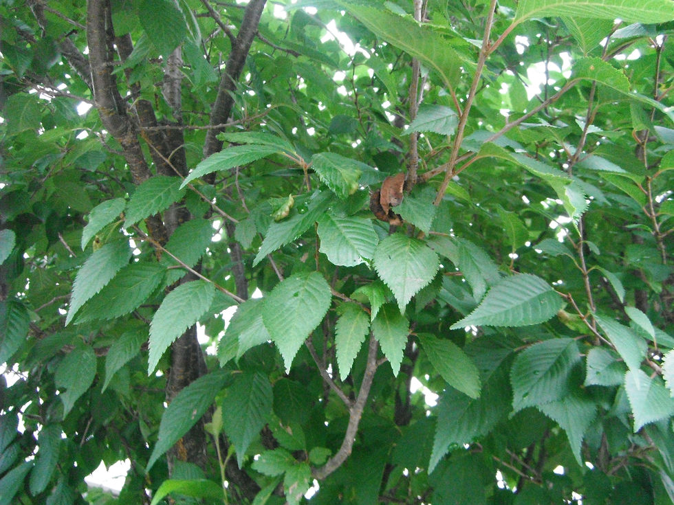 Prunus x subhirtella