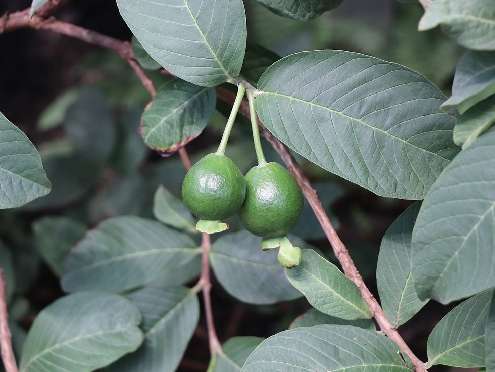 Psidium guajava