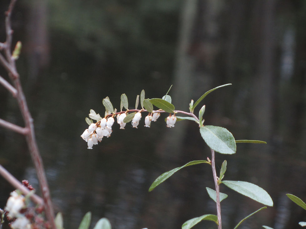 Chamaedaphne calyculata