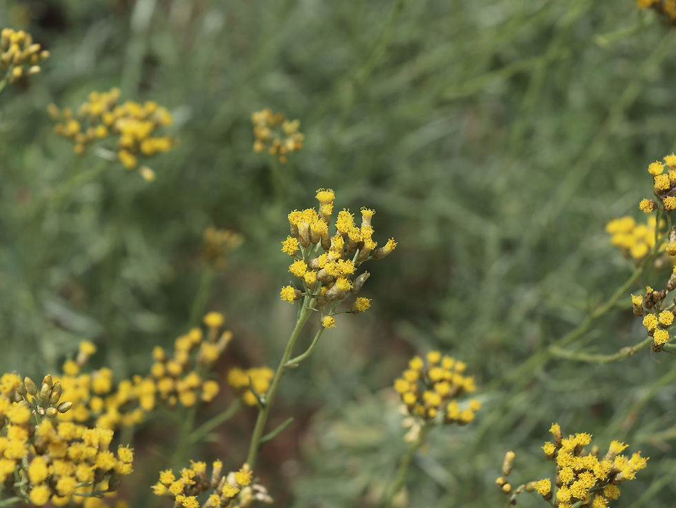 Helichrysum italicum