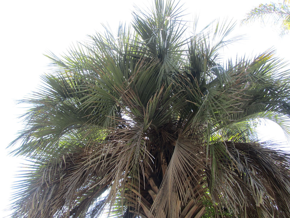 Butia capitata