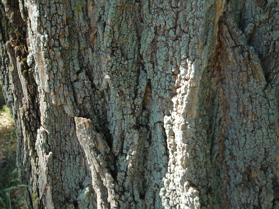 Robinia pseudoacacia