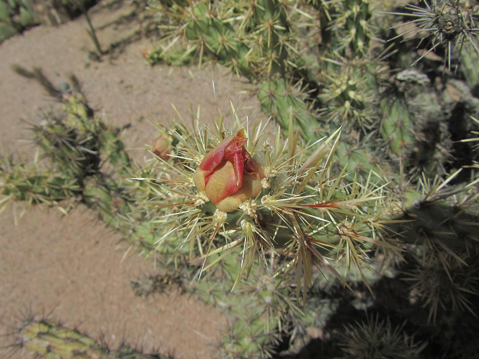 Cylindropuntia acanthocarpa