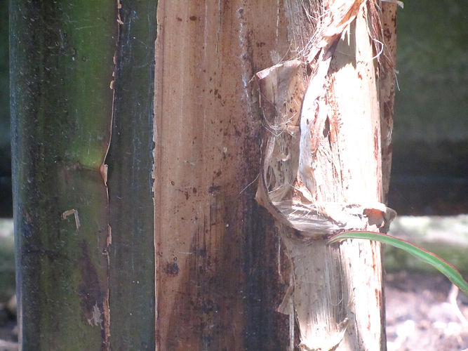 IMG_2203 (Populus tremuloides).jpg