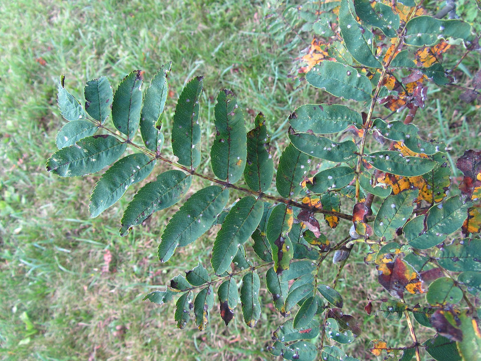 Sorbus hupehensis