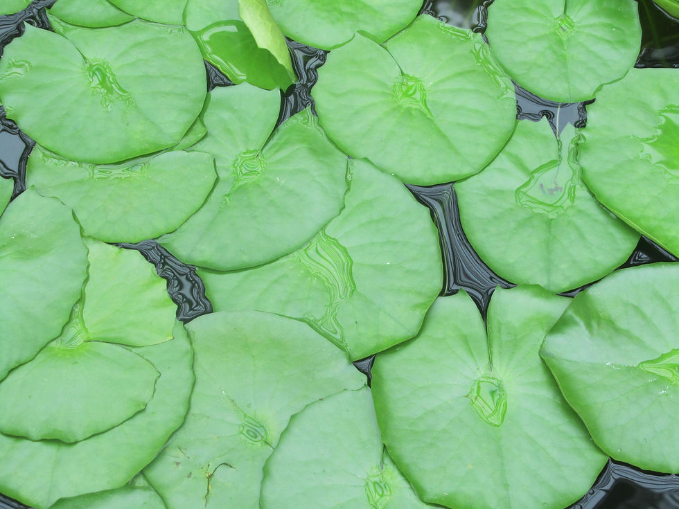 Nymphaea capensis var. zanzibarensis