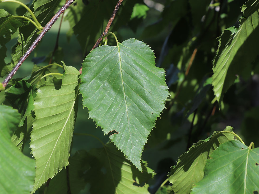 Betula x dosmannii