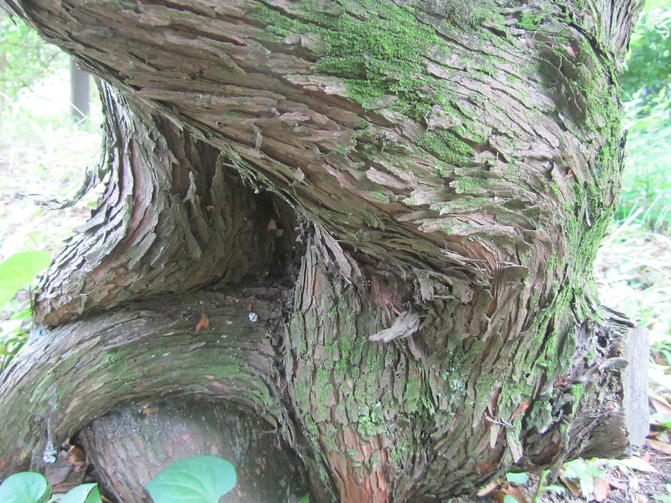 Arbutus unedo