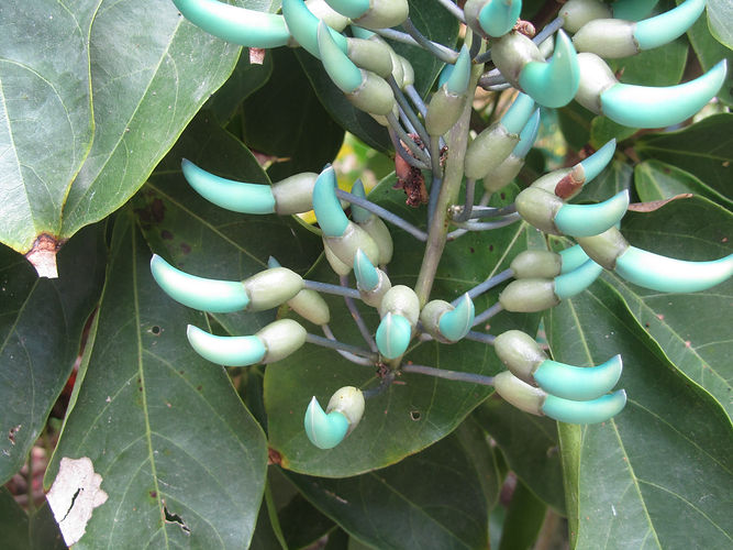 IMG_2203 (Populus tremuloides).jpg