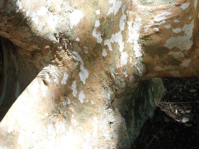 IMG_2203 (Populus tremuloides).jpg