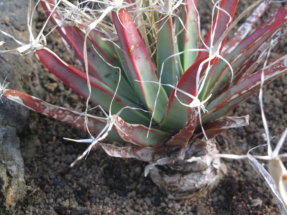 Leuchtenbergia principis