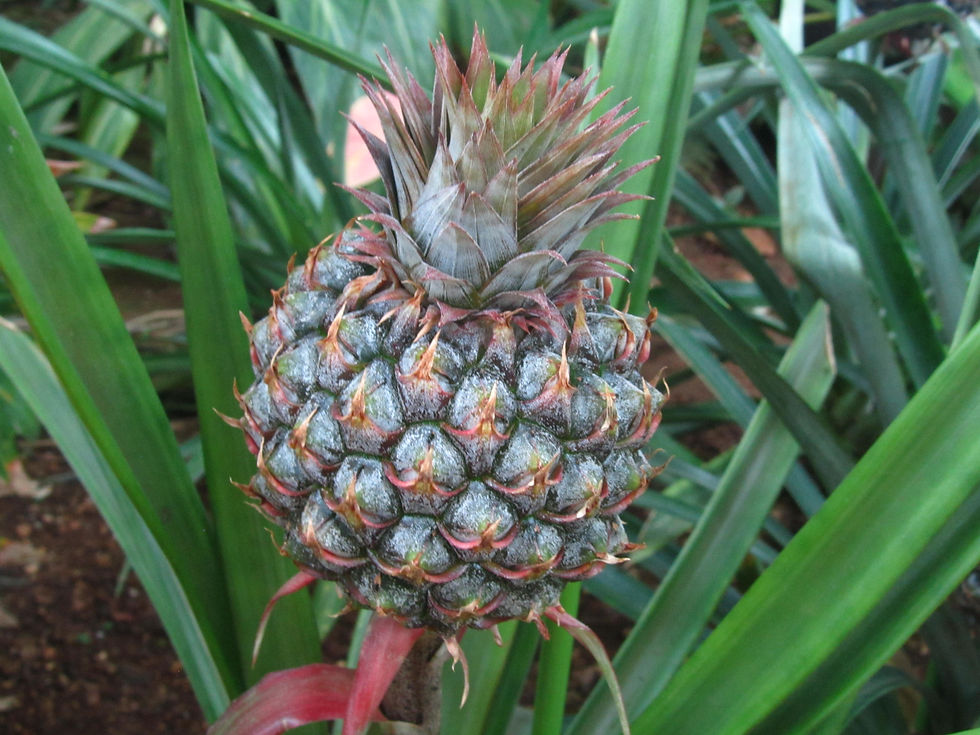 Ananas comosus