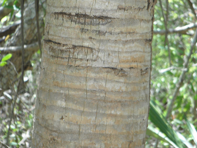 IMG_2203 (Populus tremuloides).jpg