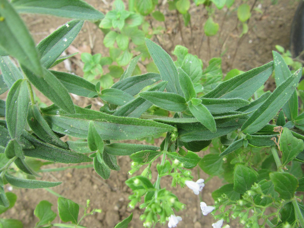 Pycnanthemum virginianum