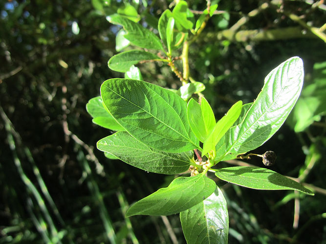 IMG_2203 (Populus tremuloides).jpg