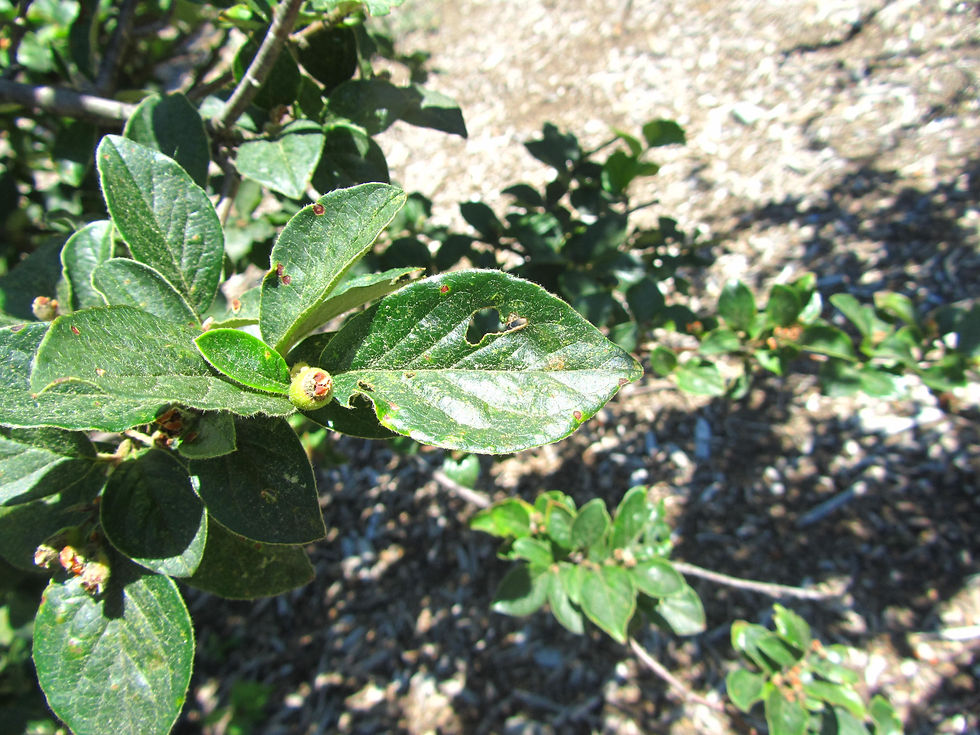 Cotoneaster foveolatus