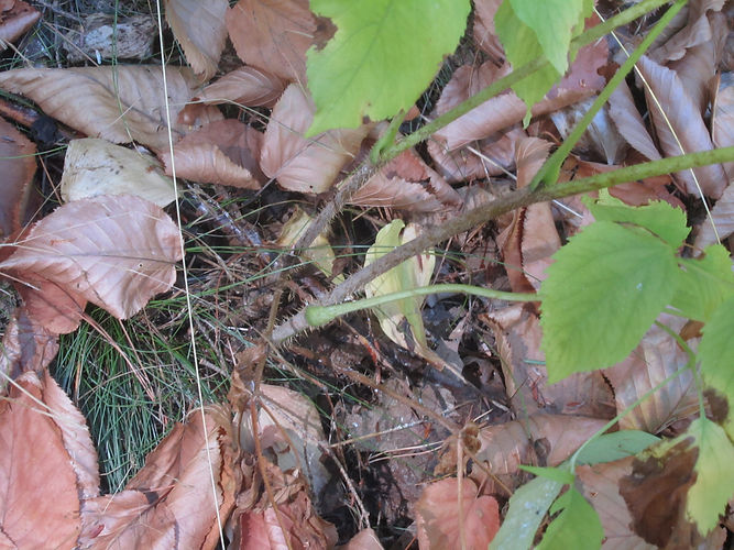 IMG_2203 (Populus tremuloides).jpg