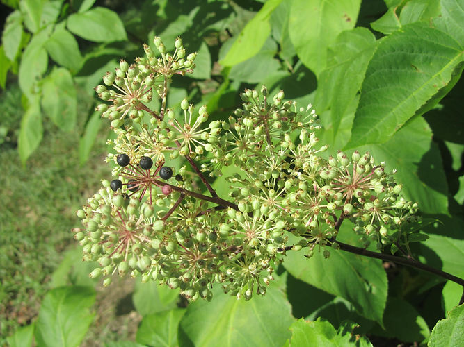 IMG_2203 (Populus tremuloides).jpg