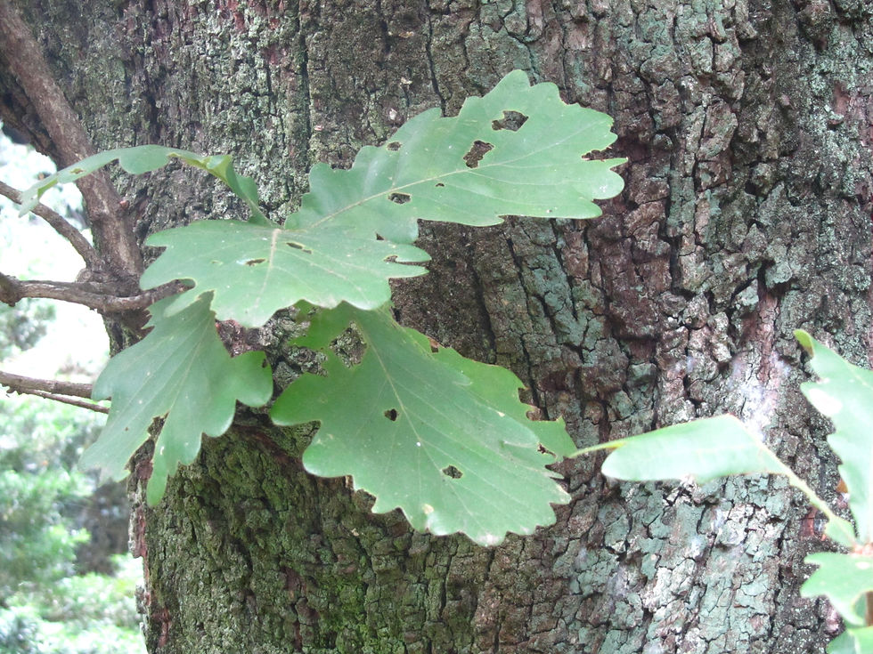 Quercus dentata
