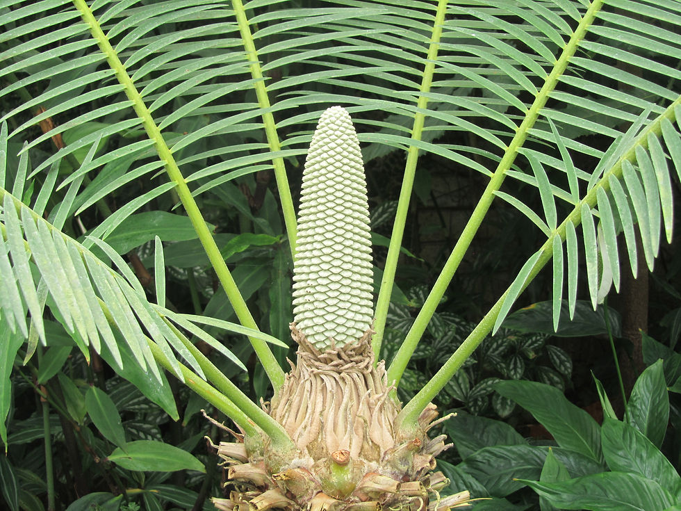Microcycas calocoma