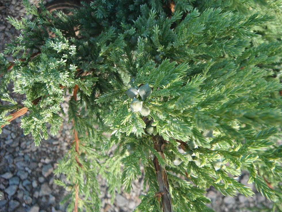 Juniperus squamata
