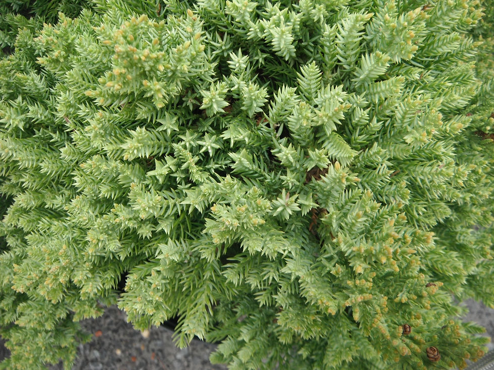 Juniperus procumbens 'Nana'