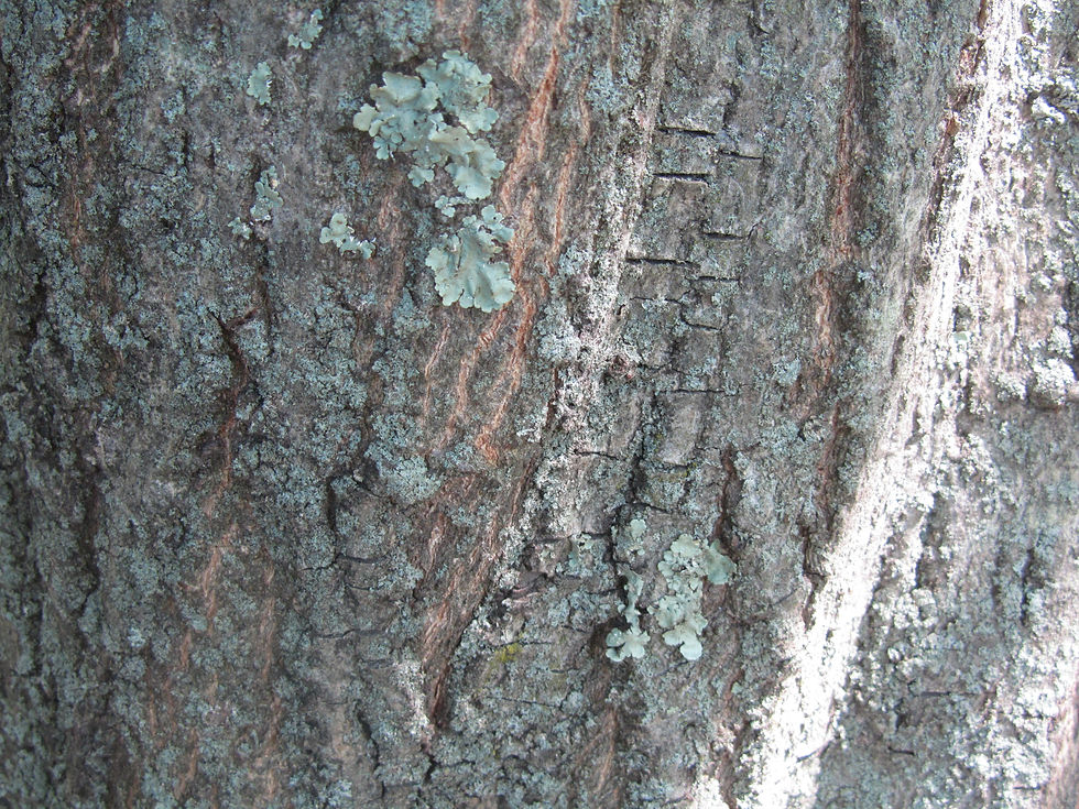 Euonymus carnosus
