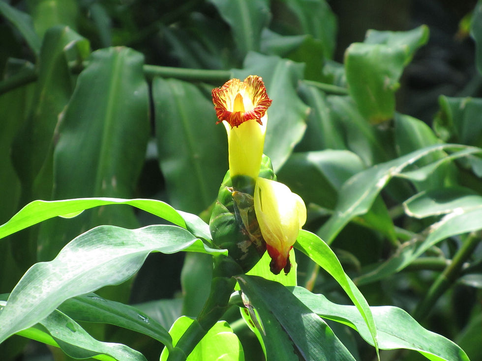Costus pictus