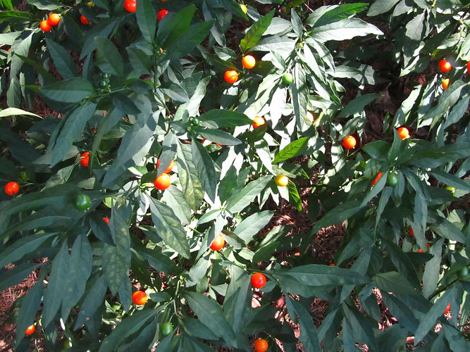 IMG_2203 (Populus tremuloides).jpg