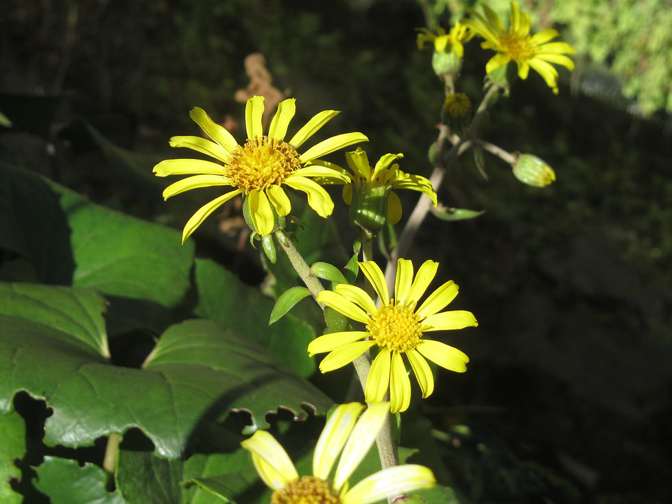 Farfugium japonicum