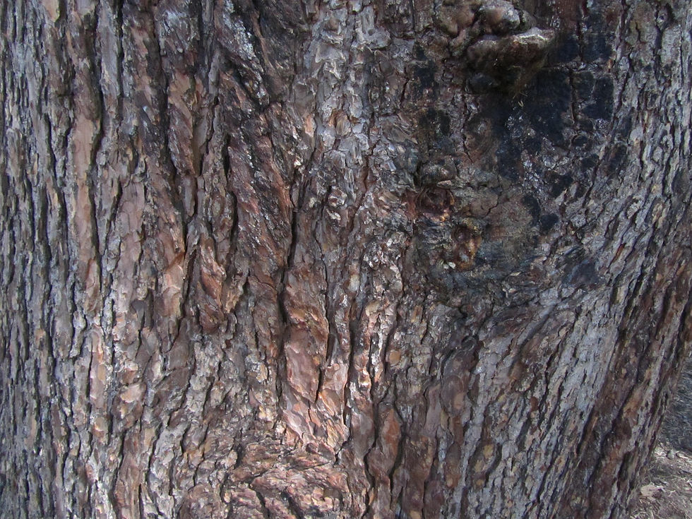 Cedrus deodara