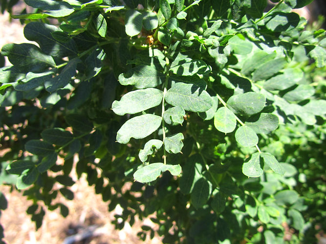 IMG_2203 (Populus tremuloides).jpg