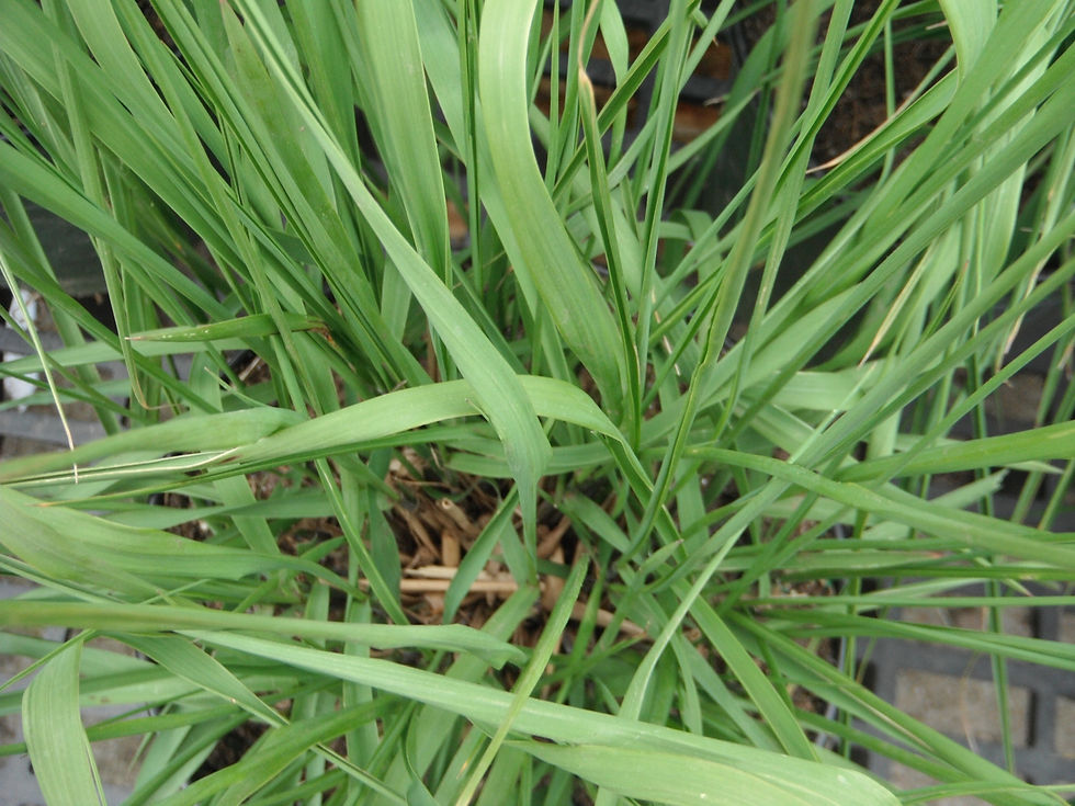 Molinia arundinacea 'Skyracer'