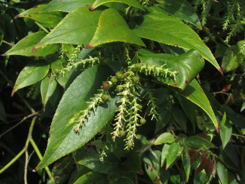 Leucothoe axillaris