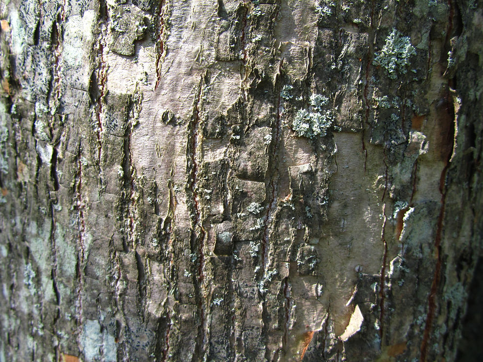 Tilia japonica