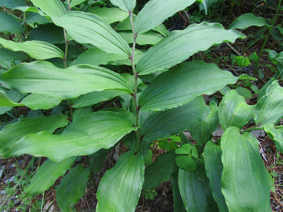 Maianthemum racemosum