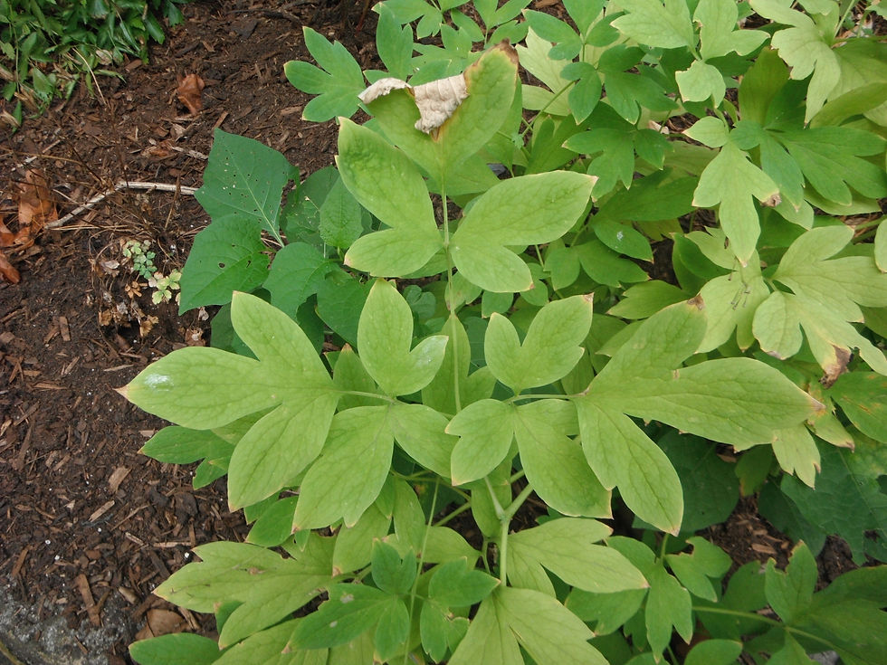 Lamprocapnos spectabilis