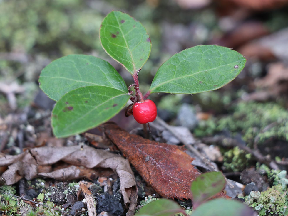 Gaultheria procumbens