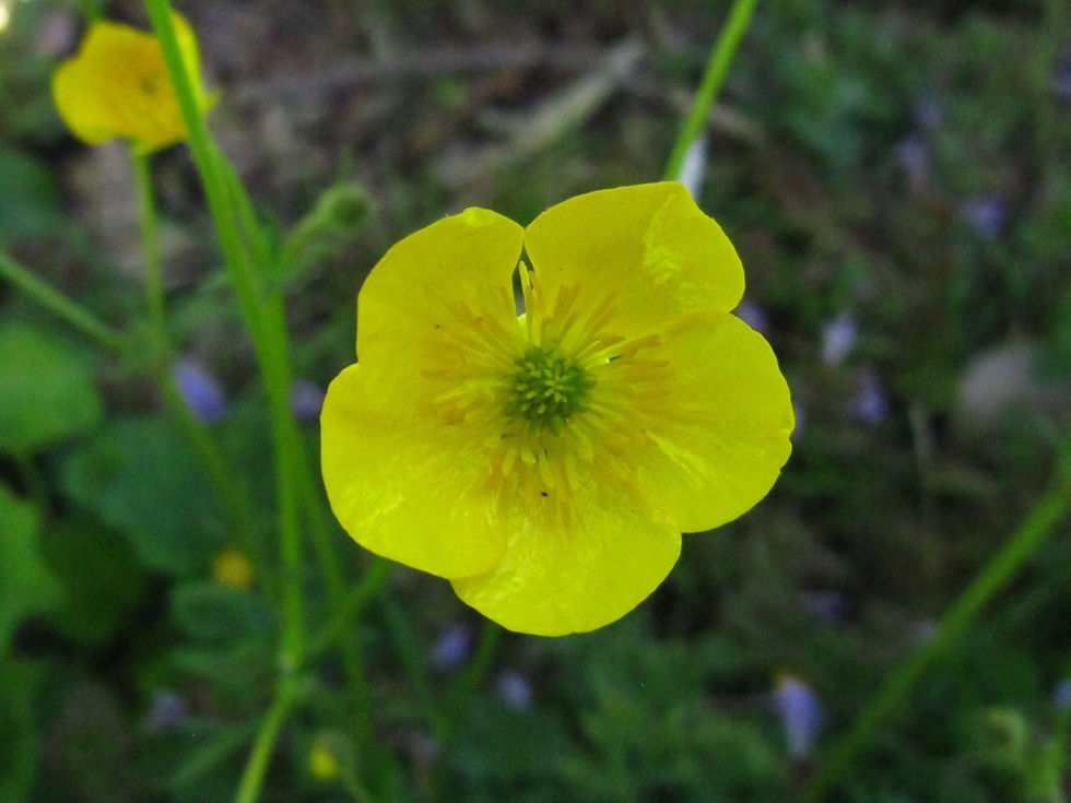 Ranunculus bulbosus