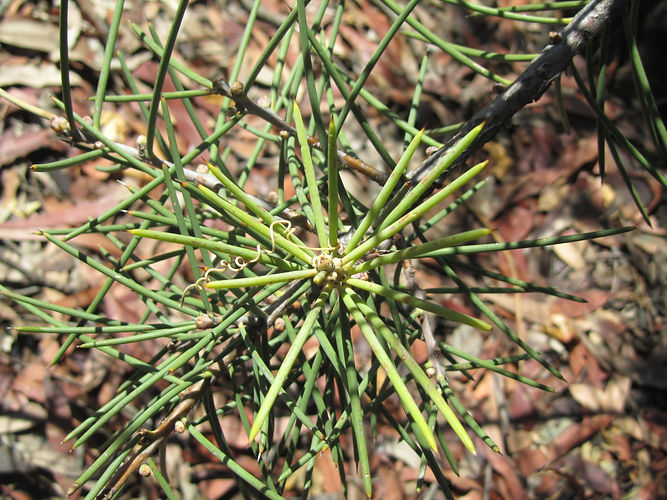 IMG_2203 (Populus tremuloides).jpg