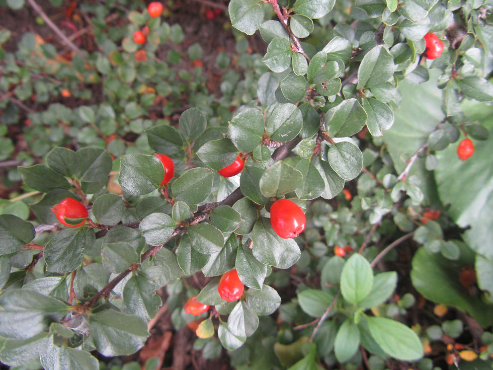 Cotoneaster adpressus
