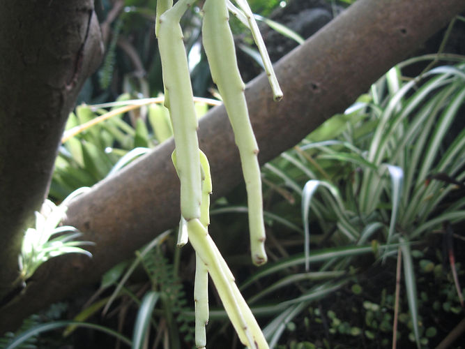 IMG_2203 (Populus tremuloides).jpg