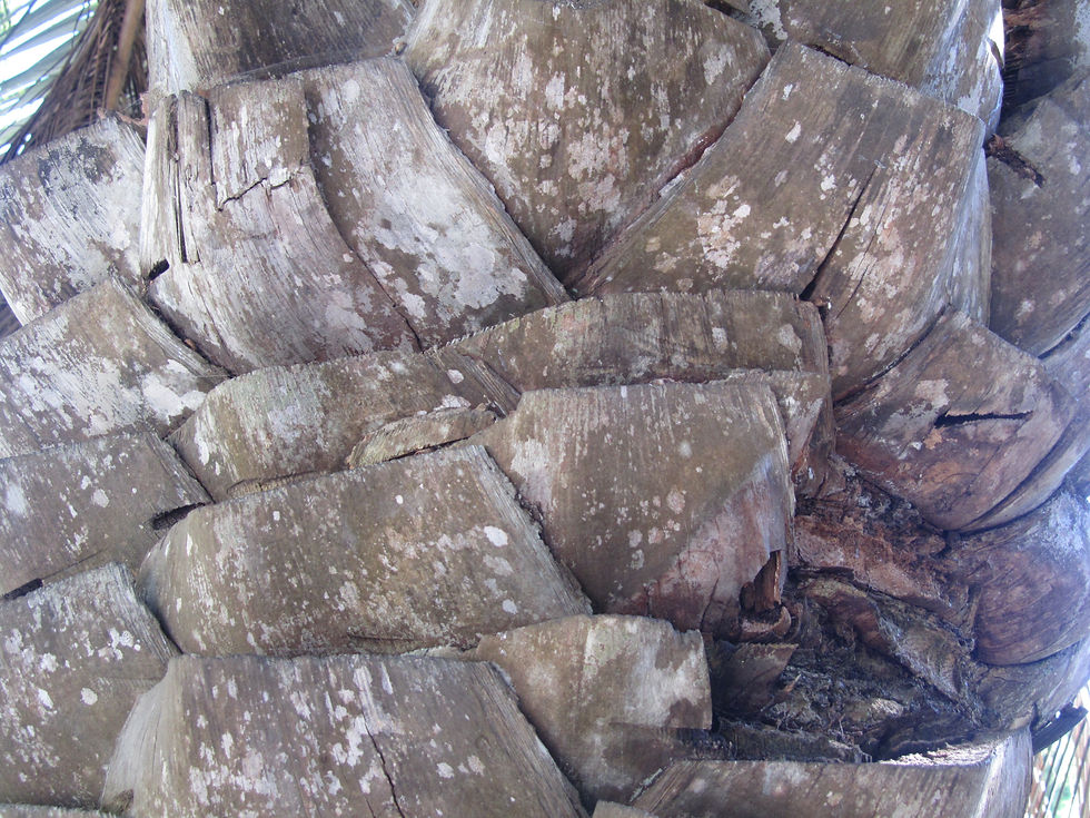 Butia capitata