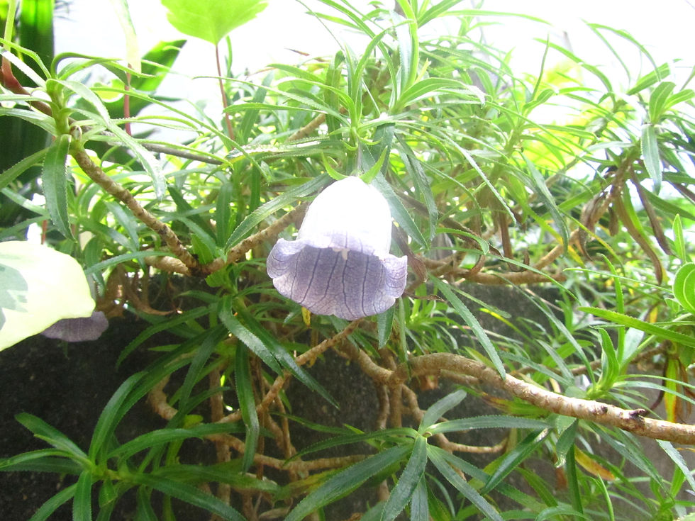 Nesocodon mauritianus