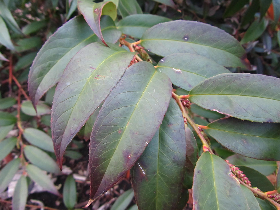 Leucothoe axillaris