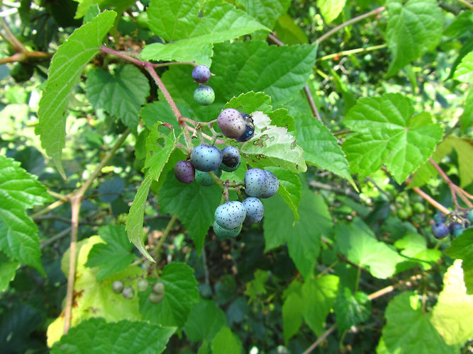 IMG_2203 (Populus tremuloides).jpg