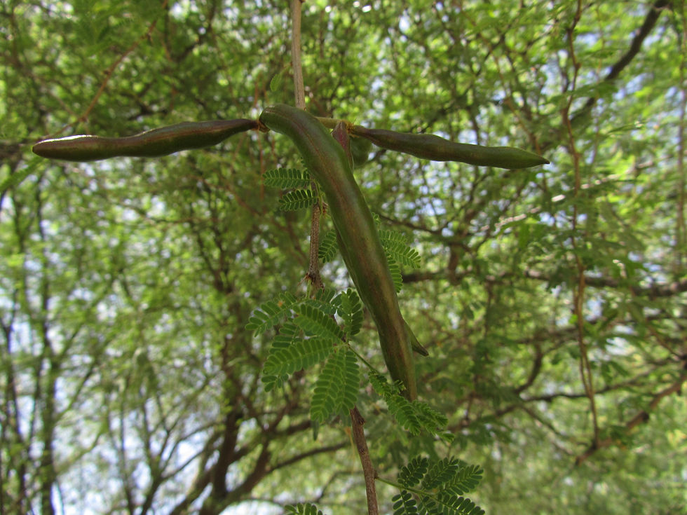 Vachellia farnesiana
